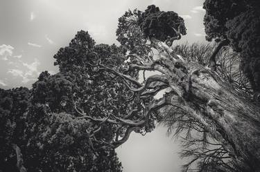 Original Documentary Tree Photography by Valeria Cardinale