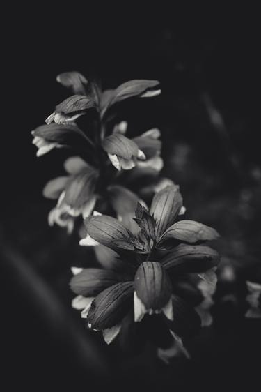 Original Floral Photography by Valeria Cardinale