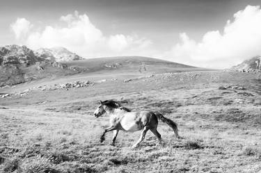 Original Documentary Horse Photography by Valeria Cardinale