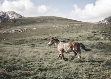 Print of Horse Photography by Valeria Cardinale