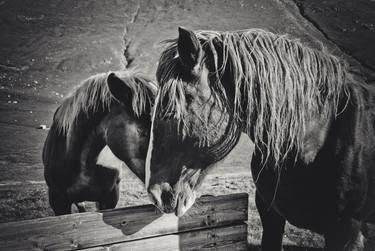 Original Documentary Horse Photography by Valeria Cardinale