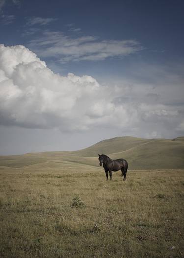 Print of Documentary Horse Photography by Valeria Cardinale
