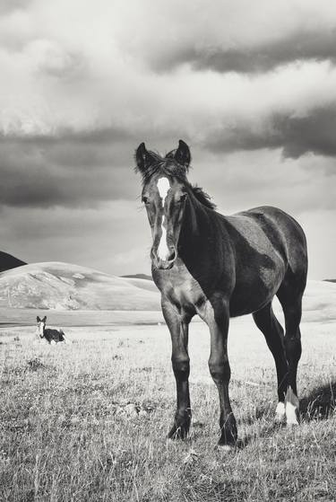 Print of Horse Photography by Valeria Cardinale