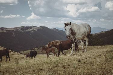 Original Documentary Horse Photography by Valeria Cardinale