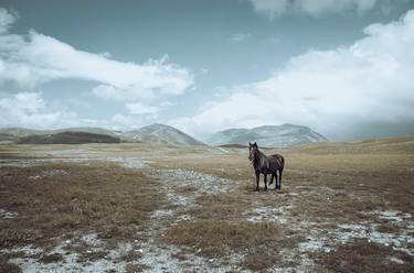 Original Horse Photography by Valeria Cardinale