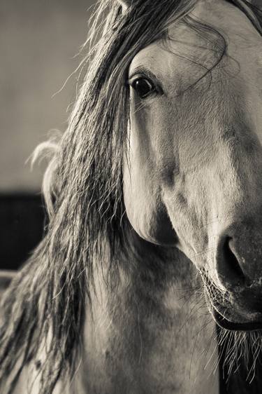 Print of Horse Photography by Marlene Wareham