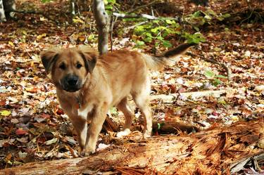 Original Expressionism Animal Photography by Haley C