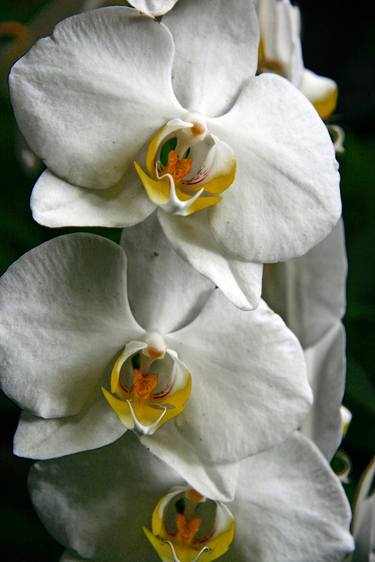White orchid  thumb