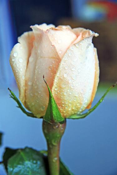 White rose thumb