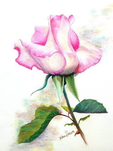 Original Realism Floral Drawings by KARIN BEST