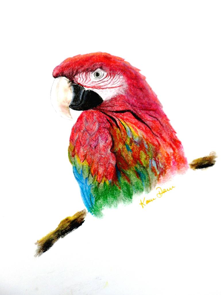 Drawing the prettiest MACAW with Pastel Pencils! 