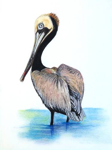 BROWN PELICAN thumb