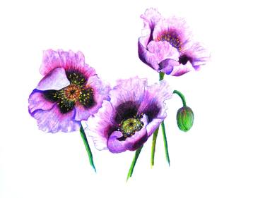 Original Realism Floral Drawings by KARIN BEST