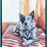 Collection DOGS ONLY