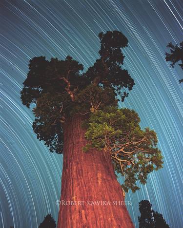 General Grant Giant Sequoia Star Trail (Limited Edition of 150. 25 sold) thumb