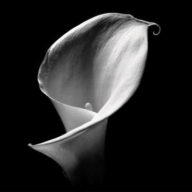 Original Abstract Floral Photography by Peter O'Reilly