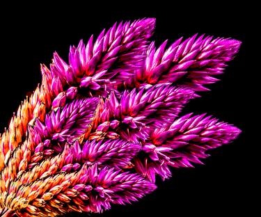 Print of Photorealism Floral Photography by Lloyd Goldstein