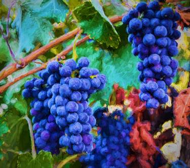 Grapes On The Vine thumb