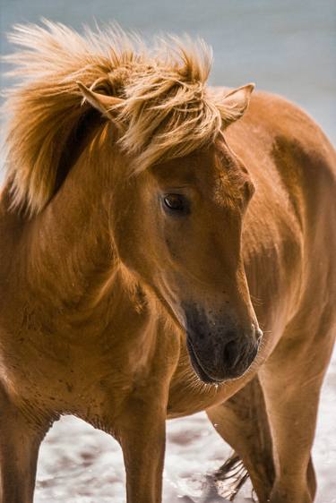 Print of Fine Art Horse Photography by Lloyd Goldstein