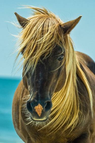 Print of Fine Art Horse Photography by Lloyd Goldstein