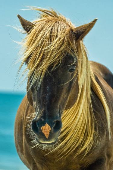 Original Fine Art Horse Photography by Lloyd Goldstein