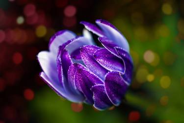 Original Fine Art Floral Photography by Lloyd Goldstein