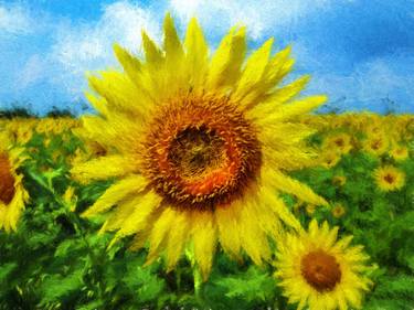 Sunflower Field thumb