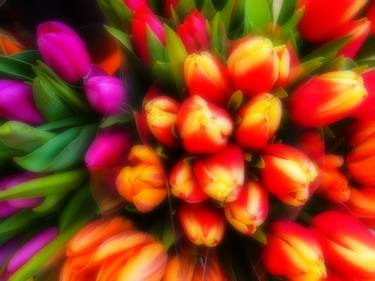 Colorful Tulips thumb