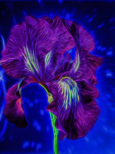 Print of Abstract Floral Photography by Lloyd Goldstein