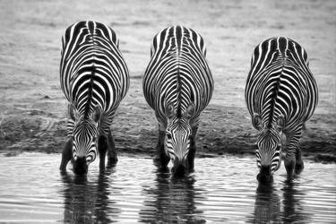 Print of Fine Art Animal Photography by Lloyd Goldstein