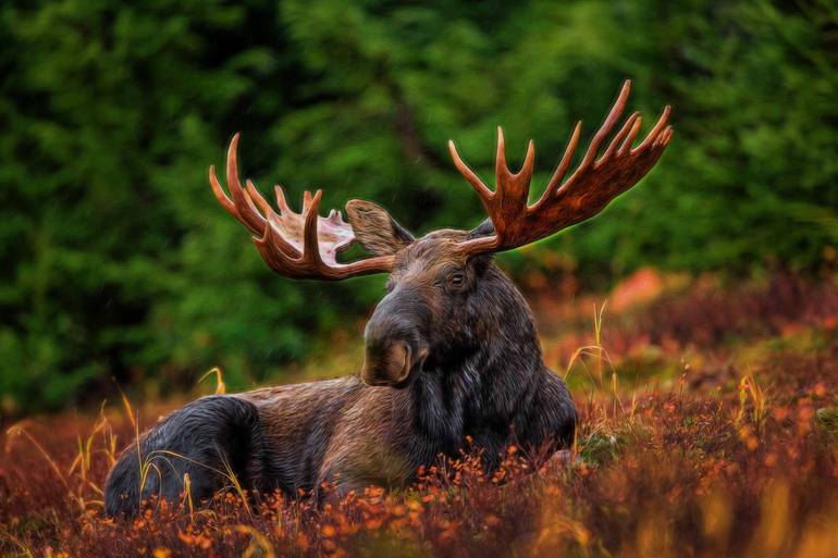 View in a Room Artwork