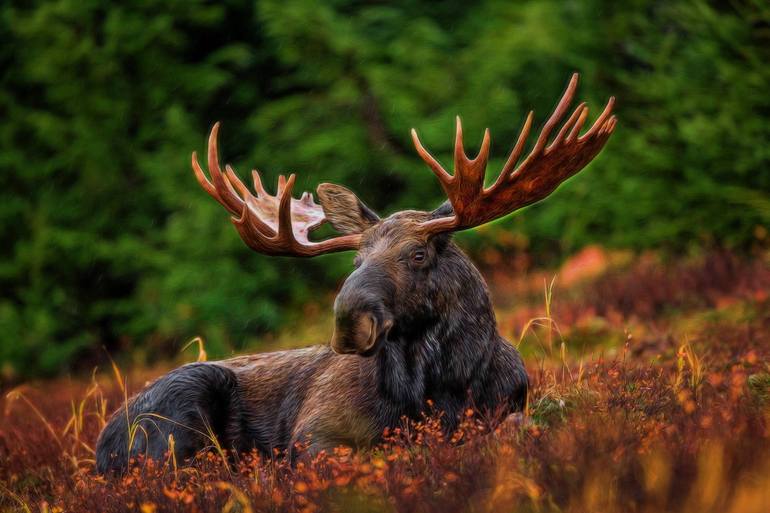 View in a Room Artwork