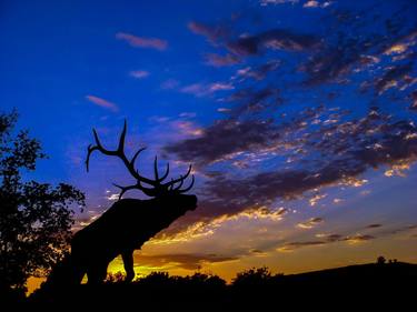 Original Fine Art Animal Photography by Lloyd Goldstein
