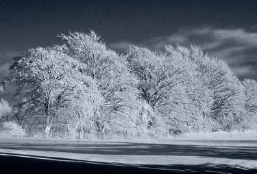 Trees In Winter thumb