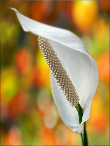 Print of Floral Photography by Lloyd Goldstein