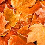 Autumn Leaves by Lucas Jmieff