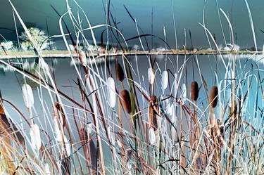 Bulrushes - Limited Edition of 20 thumb