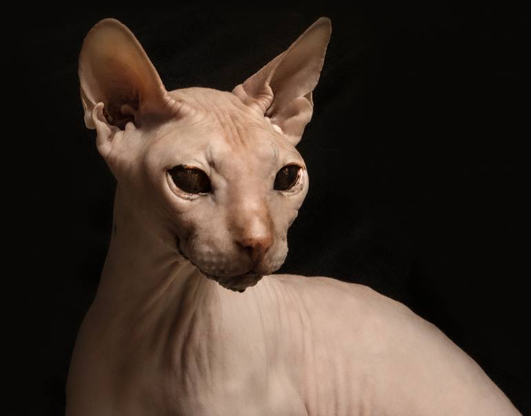 Original Conceptual Animal Photography by Alexander Ivashkevich