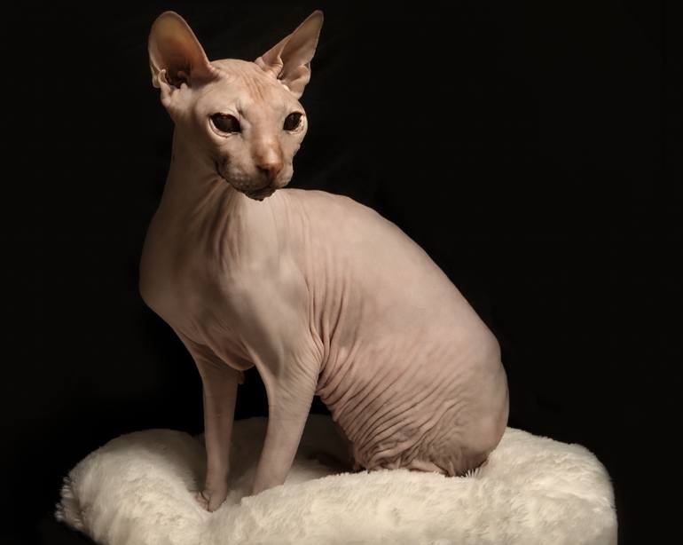 Original Conceptual Animal Photography by Alexander Ivashkevich