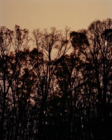 Midnight Trees, Gillette, NJ, 2009 thumb