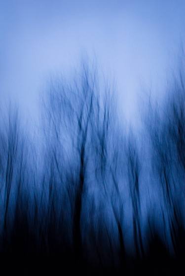 Black Walnut Trees in Twilight, Gillette, NJ, 2008 thumb