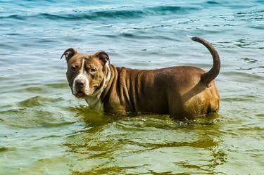 Print of Documentary Dogs Photography by Sebastian Pasa