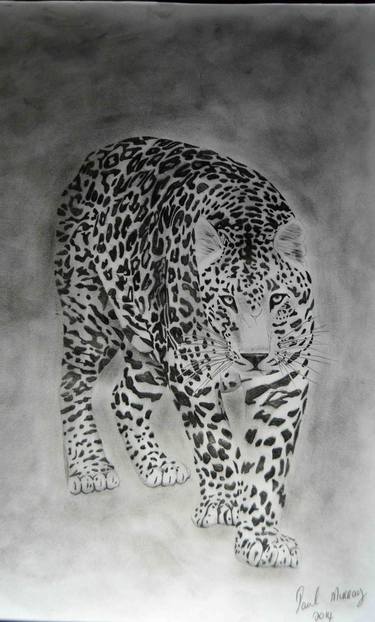 Print of Animal Drawings by Paul Murray