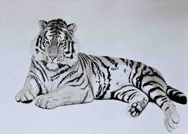 Print of Animal Drawings by Paul Murray