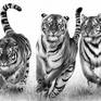 Collection Wild Cats