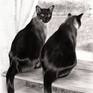 Collection Domestic Cats