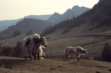 Original Documentary Animal Photography by Pierre Choinière