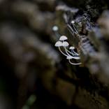 Collection Mushroom Macro Photography