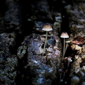 Collection Mushroom Macro Photography
