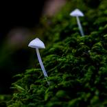 Collection Mushroom Macro Photography